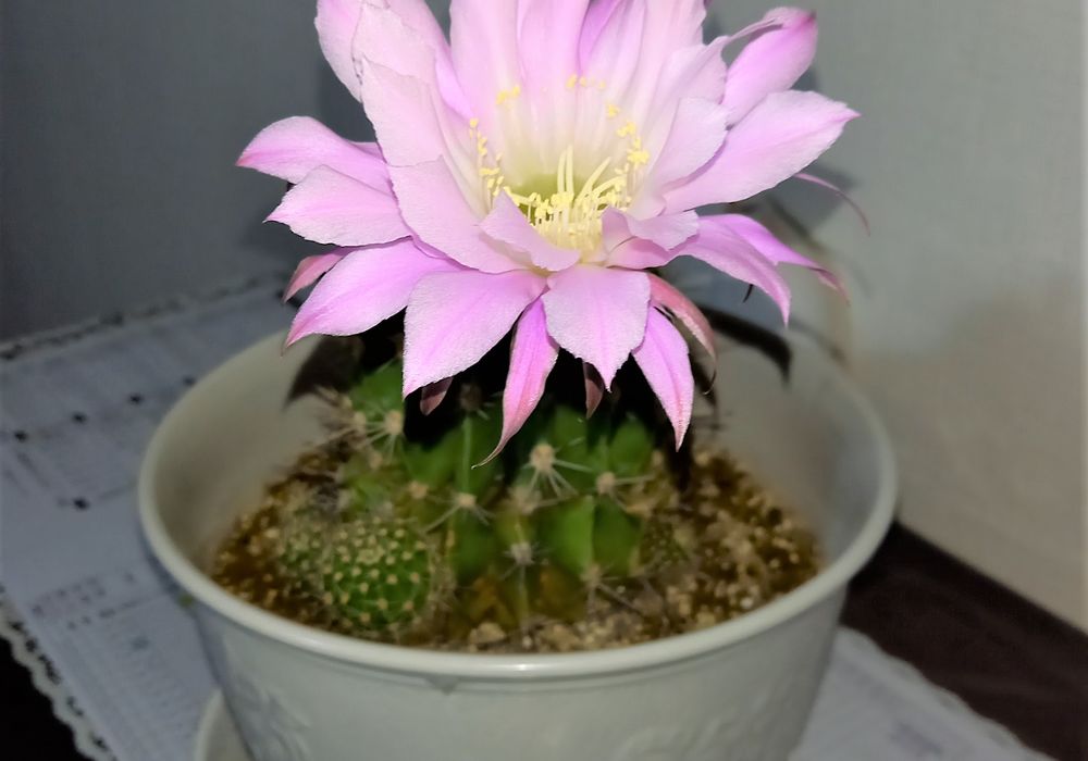 2-サボテン ピンクの花サボ w9cm 今年6月植え替えたばかり